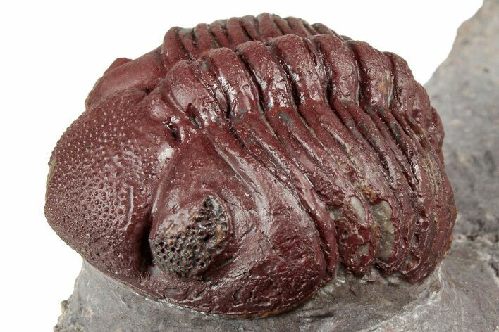 Enrolled Red Morocops Trilobite - Hmar Laghdad, Morocco #359134